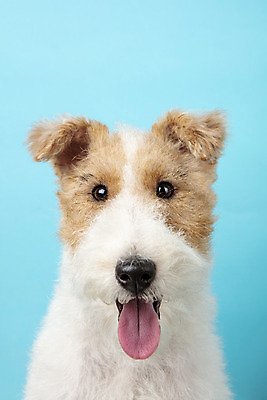 포토 JPG 스튜디오촬영 동물 한마리 반려견 실내 근접촬영 사람없음 앞모습 반려동물 귀여움 개 강아지 파란배경 반려 와이어폭스테리어 국내포토 1 뷰포인트 백그라운드 컨셉 포유류 내부 파란색 폭스테리어 파일형식