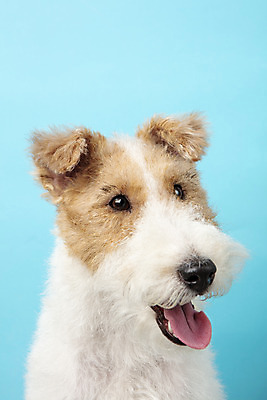 포토 JPG 스튜디오촬영 동물 한마리 반려견 실내 근접촬영 사람없음 앞모습 반려동물 귀여움 개 강아지 파란배경 반려 와이어폭스테리어 국내포토 1 뷰포인트 백그라운드 컨셉 포유류 내부 파란색 폭스테리어 파일형식