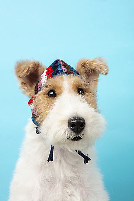 포토 JPG 스튜디오촬영 동물 모자 한마리 반려견 실내 근접촬영 사람없음 앞모습 반려동물 귀여움 개 강아지 파란배경 반려 와이어폭스테리어 국내포토 1 잡화 뷰포인트 백그라운드 컨셉 포유류 내부 파란색 폭스테리어 파일형식