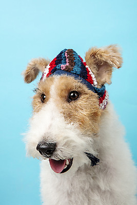 포토 JPG 스튜디오촬영 동물 모자 한마리 반려견 실내 근접촬영 사람없음 앞모습 반려동물 귀여움 개 강아지 파란배경 반려 와이어폭스테리어 국내포토 1 잡화 뷰포인트 백그라운드 컨셉 포유류 내부 파란색 폭스테리어 파일형식