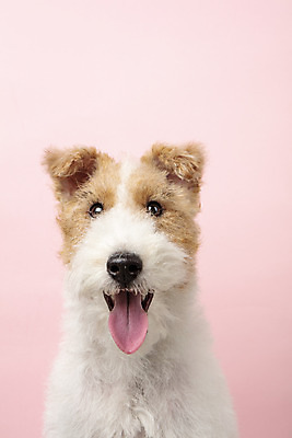 포토 JPG 스튜디오촬영 동물 한마리 반려견 실내 근접촬영 사람없음 앞모습 반려동물 귀여움 개 강아지 반려 분홍색배경 와이어폭스테리어 국내포토 1 뷰포인트 분홍색 백그라운드 컨셉 포유류 내부 폭스테리어 파일형식