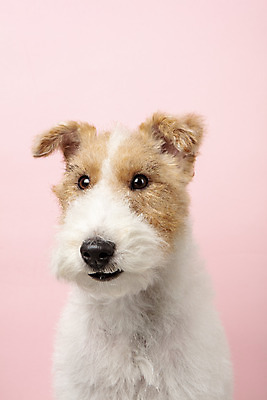 포토 JPG 스튜디오촬영 동물 한마리 반려견 실내 근접촬영 사람없음 앞모습 반려동물 귀여움 개 강아지 반려 분홍색배경 와이어폭스테리어 국내포토 1 뷰포인트 분홍색 백그라운드 컨셉 포유류 내부 폭스테리어 파일형식