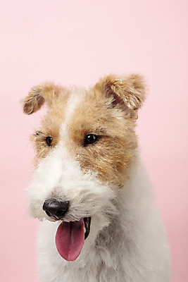 포토 JPG 스튜디오촬영 동물 한마리 반려견 실내 근접촬영 사람없음 앞모습 반려동물 귀여움 개 강아지 반려 분홍색배경 와이어폭스테리어 국내포토 1 뷰포인트 분홍색 백그라운드 컨셉 포유류 내부 폭스테리어 파일형식