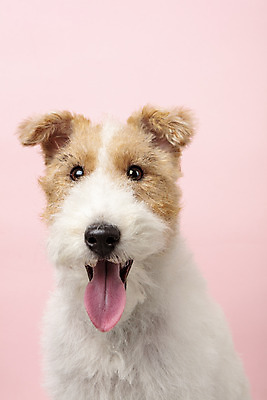 포토 JPG 스튜디오촬영 동물 한마리 반려견 실내 근접촬영 사람없음 앞모습 반려동물 귀여움 개 강아지 반려 분홍색배경 와이어폭스테리어 국내포토 1 뷰포인트 분홍색 백그라운드 컨셉 포유류 내부 폭스테리어 파일형식