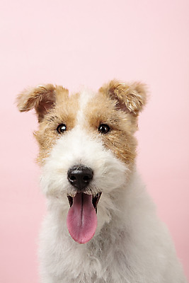 포토 JPG 스튜디오촬영 동물 한마리 반려견 실내 근접촬영 사람없음 앞모습 반려동물 귀여움 개 강아지 반려 분홍색배경 와이어폭스테리어 국내포토 1 뷰포인트 분홍색 백그라운드 컨셉 포유류 내부 폭스테리어 파일형식