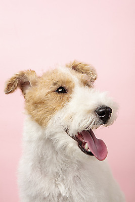포토 JPG 스튜디오촬영 동물 한마리 반려견 실내 근접촬영 사람없음 앞모습 반려동물 귀여움 개 강아지 반려 분홍색배경 와이어폭스테리어 국내포토 1 뷰포인트 분홍색 백그라운드 컨셉 포유류 내부 폭스테리어 파일형식