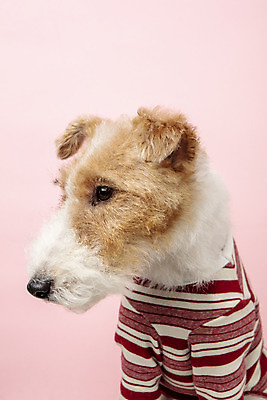 포토 JPG 스튜디오촬영 동물 한마리 반려견 실내 근접촬영 사람없음 앞모습 반려동물 귀여움 개 강아지 강아지옷 반려 분홍색배경 와이어폭스테리어 국내포토 1 뷰포인트 분홍색 백그라운드 컨셉 포유류 내부 애견용품 폭스테리어 파일형식