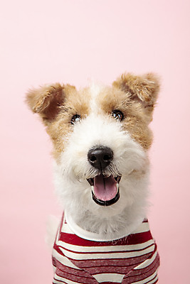 포토 JPG 스튜디오촬영 동물 한마리 반려견 실내 근접촬영 사람없음 앞모습 반려동물 귀여움 개 강아지 강아지옷 반려 분홍색배경 와이어폭스테리어 국내포토 1 뷰포인트 분홍색 백그라운드 컨셉 포유류 내부 애견용품 폭스테리어 파일형식