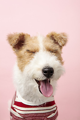 포토 JPG 스튜디오촬영 동물 한마리 반려견 실내 근접촬영 사람없음 앞모습 반려동물 귀여움 개 강아지 강아지옷 반려 분홍색배경 와이어폭스테리어 국내포토 1 뷰포인트 분홍색 백그라운드 컨셉 포유류 내부 애견용품 폭스테리어 파일형식