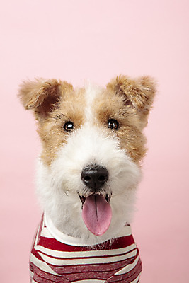 포토 JPG 스튜디오촬영 동물 한마리 반려견 실내 근접촬영 사람없음 앞모습 반려동물 귀여움 개 강아지 강아지옷 반려 분홍색배경 와이어폭스테리어 국내포토 1 뷰포인트 분홍색 백그라운드 컨셉 포유류 내부 애견용품 폭스테리어 파일형식