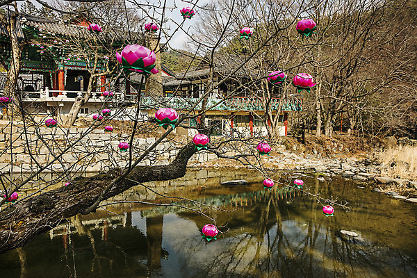 포토 JPG 주간 나무 여행 한국 풍경 사람없음 야외 관광지 반사 사찰 충청남도 연등 공주 국내여행 마곡사 국내포토 자연요소 식물 아시아 종교건축 등불 불교용품 공주_충청남도 충청도 파일형식