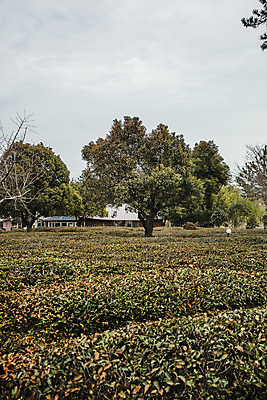 포토 JPG 주간 나무 여행 한국 풍경 사람없음 야외 관광지 전라남도 해남 국내여행 차밭 설아다원 국내포토 자연요소 식물 아시아 밭 전라도 파일형식