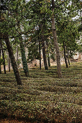 포토 JPG 주간 나무 여행 한국 풍경 사람없음 야외 관광지 전라남도 해남 국내여행 차밭 설아다원 국내포토 자연요소 식물 아시아 밭 전라도 파일형식