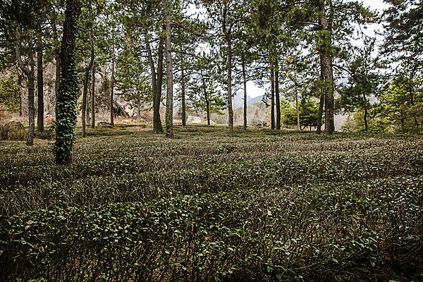 포토 JPG 주간 나무 여행 한국 풍경 사람없음 야외 관광지 전라남도 해남 국내여행 차밭 설아다원 국내포토 자연요소 식물 아시아 밭 전라도 파일형식