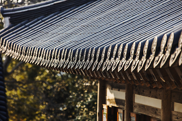 포토 JPG 주간 여행 한국 기와 풍경 근접촬영 사람없음 야외 관광지 사찰 전라남도 해남 국내여행 달마산 달마고도 미황사 국내포토 자연요소 아시아 길 뷰포인트 종교건축 산 전라도 파일형식