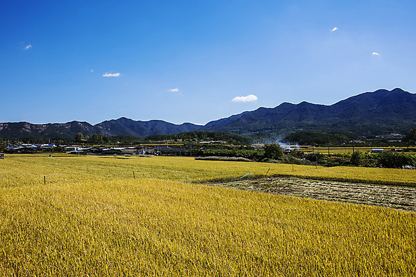 포토 JPG 주간 여행 한국 논 풍경 초원 사람없음 야외 관광지 추수 벼 경상북도 국내여행 의성 국내포토 자연요소 아시아 농업 곡류 경상도 파일형식
