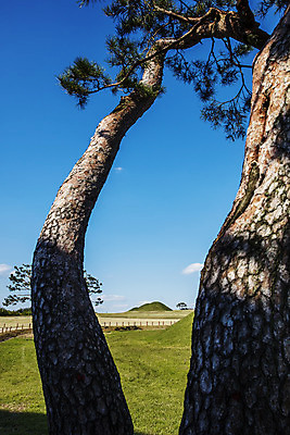 포토 JPG 주간 구름 여행 한국 풍경 사람없음 야외 관광지 가을 소나무 경상북도 고분 국내여행 의성 금성산고분군 국내포토 자연요소 나무 계절 아시아 무덤 경상도 파일형식