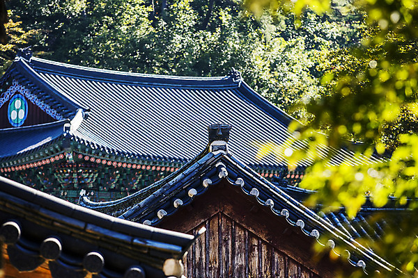 포토 JPG 주간 여행 지붕 한국 기와 풍경 사람없음 야외 관광지 사찰 경상북도 단청 처마 고운사 국내여행 의성 국내포토 자연요소 아시아 종교건축 경상도 파일형식