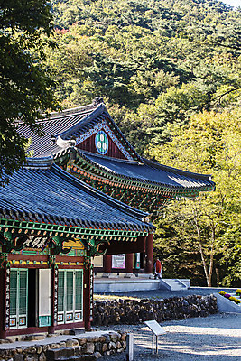 포토 JPG 주간 여행 한국 기와 풍경 사람없음 야외 관광지 사찰 경상북도 단청 처마 고운사 국내여행 의성 국내포토 자연요소 아시아 종교건축 경상도 파일형식