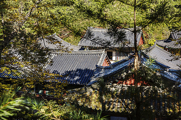 포토 JPG 주간 나무 여행 한국 기와 풍경 사람없음 야외 관광지 사찰 경상북도 처마 고운사 국내여행 의성 국내포토 자연요소 식물 아시아 종교건축 경상도 파일형식