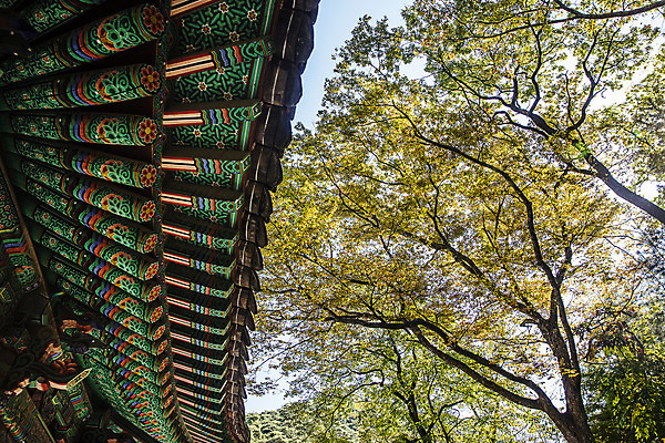 포토 JPG 주간 나무 여행 한국 풍경 사람없음 야외 관광지 사찰 경상북도 고운사 국내여행 의성 국내포토 자연요소 식물 아시아 종교건축 경상도 파일형식