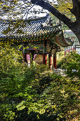 포토 JPG 주간 나무 여행 한국 풍경 사람없음 야외 관광지 사찰 경상북도 단청 처마 고운사 국내여행 의성 국내포토 자연요소 식물 아시아 종교건축 경상도 파일형식
