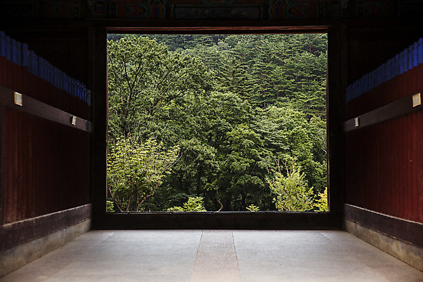 포토 JPG 주간 나무 여행 산 한국 국립공원 풍경 사람없음 야외 관광지 사찰 강원도 국내여행 설악산 속초 신흥사 국내포토 자연요소 식물 공원 아시아 종교건축 인제 파일형식