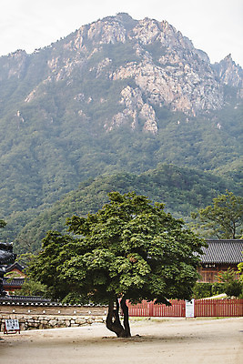 포토 JPG 주간 나무 여행 산 한국 국립공원 풍경 사람없음 야외 관광지 사찰 강원도 고목 국내여행 설악산 속초 신흥사 국내포토 자연요소 식물 공원 아시아 종교건축 인제 파일형식