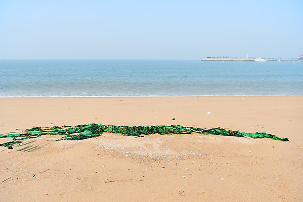 포토 JPG 주간 모래 바다 자연 해변 사람없음 야외 자연보호 환경 그린캠페인 그물 환경오염 오염 쓰레기 사회이슈 수질오염 해양쓰레기 왕산해수욕장 국내포토 자연요소 캠페인 컨셉 보호 해수욕장 생태계 인천 파일형식