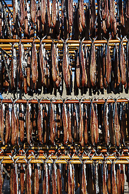 포토 JPG 주간 여행 건조 한국 매달리기 풍경 사람없음 야외 경상북도 해산물 특산물 일렬 과메기 구룡포 국내여행 꽁치 제철 포항 걸기 제철음식 국내포토 자연요소 아시아 음식 모션 어류 경상도 파일형식