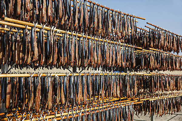 포토 JPG 주간 여행 건조 한국 매달리기 풍경 사람없음 야외 경상북도 해산물 특산물 과메기 구룡포 국내여행 꽁치 제철 포항 걸기 제철음식 국내포토 자연요소 아시아 음식 모션 어류 경상도 파일형식
