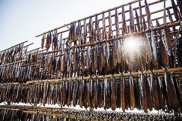 포토 JPG 주간 바다 여행 건조 한국 풍경 사람없음 야외 햇빛 경상북도 해산물 특산물 과메기 구룡포 국내여행 꽁치 제철 포항 제철음식 국내포토 자연요소 아시아 음식 어류 태양 경상도 파일형식