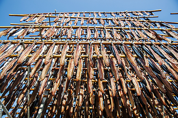 포토 JPG 주간 로우앵글 여행 하늘 건조 한국 매달리기 풍경 사람없음 야외 경상북도 해산물 특산물 과메기 구룡포 국내여행 꽁치 제철 포항 걸기 제철음식 국내포토 자연요소 아시아 음식 뷰포인트 모션 어류 경상도 파일형식