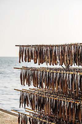 포토 JPG 주간 바다 여행 건조 한국 매달리기 풍경 사람없음 야외 경상북도 해산물 특산물 과메기 구룡포 국내여행 꽁치 제철 포항 걸기 제철음식 국내포토 자연요소 아시아 음식 모션 어류 경상도 파일형식