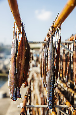 포토 JPG 주간 손 여행 건조 한국 매달리기 풍경 근접촬영 야외 아웃포커스 신체부위 경상북도 해산물 특산물 과메기 구룡포 국내여행 꽁치 제철 포항 걸기 제철음식 국내포토 자연요소 아시아 음식 뷰포인트 모션 촬영기법 어류 사람 경상도 파일형식