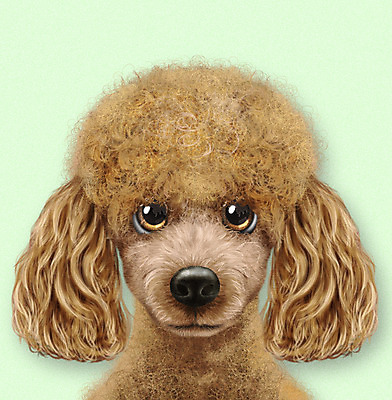 PSD 동물 한마리 반려견 일러스트 사람없음 연두색 반려동물 귀여움 개 강아지 푸들 소형견 반려 증명사진 국내일러스트 1 컨셉 포유류 초록색 파일형식