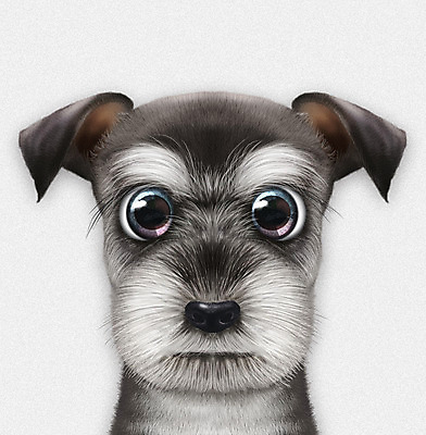 PSD 동물 한마리 반려견 일러스트 사람없음 반려동물 귀여움 흰색 개 강아지 슈나우저 반려 증명사진 국내일러스트 1 컬러 컨셉 포유류 파일형식