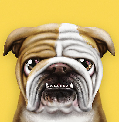 PSD 동물 한마리 반려견 일러스트 사람없음 반려동물 노란색 귀여움 개 강아지 반려 증명사진 잉글리쉬불독 국내일러스트 1 컬러 컨셉 포유류 불독 파일형식