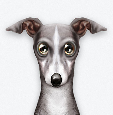 PSD 동물 한마리 반려견 일러스트 사람없음 반려동물 귀여움 흰색 개 강아지 반려 증명사진 휘핏 그레이하운드 국내일러스트 1 컬러 컨셉 포유류 하운드 파일형식