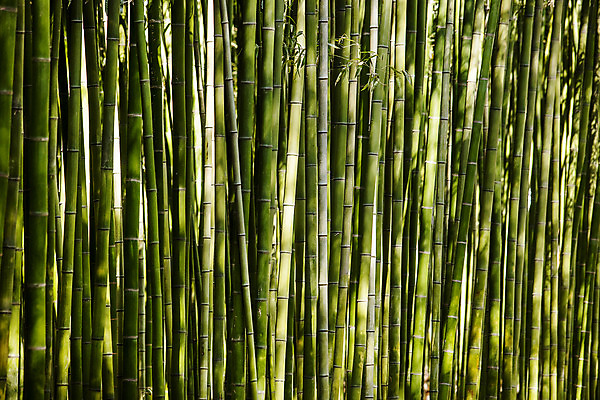 포토 JPG 주간 한국 풍경 근접촬영 사람없음 야외 관광지 숲 대나무 대나무숲 울산 국내여행 십리대숲 태화강국가정원 국내포토 자연요소 나무 아시아 뷰포인트 여행 정원 파일형식