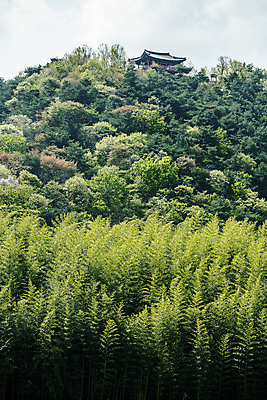 포토 JPG 주간 나무 한국 풍경 사람없음 야외 관광지 숲 대나무 정자 대나무숲 울산 국내여행 십리대숲 태화강국가정원 국내포토 자연요소 식물 건축물 아시아 여행 정원 파일형식