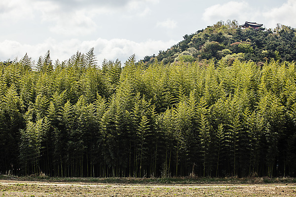 포토 JPG 주간 한국 풍경 사람없음 야외 관광지 숲 대나무 정자 대나무숲 울산 국내여행 십리대숲 태화강국가정원 국내포토 자연요소 나무 건축물 아시아 여행 정원 파일형식