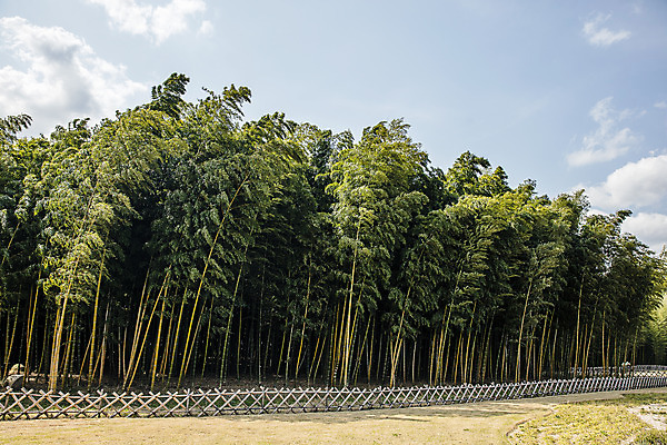 포토 JPG 주간 한국 풍경 사람없음 야외 관광지 숲 대나무 대나무숲 울산 국내여행 십리대숲 태화강국가정원 국내포토 자연요소 나무 아시아 여행 정원 파일형식