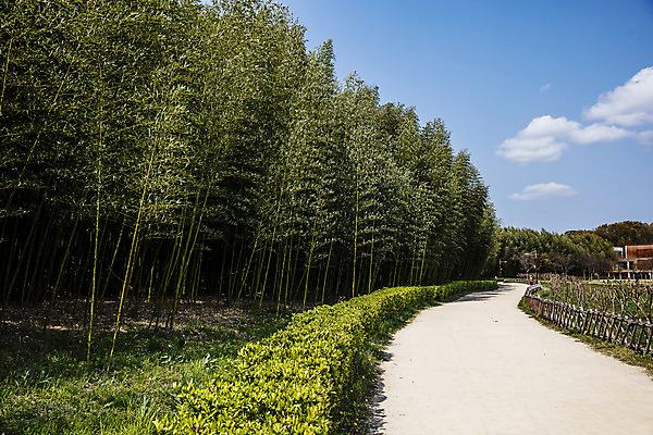 포토 JPG 주간 구름 길 하늘 한국 풍경 사람없음 야외 관광지 숲 대나무 대나무숲 울산 국내여행 십리대숲 태화강국가정원 국내포토 자연요소 나무 아시아 여행 정원 파일형식