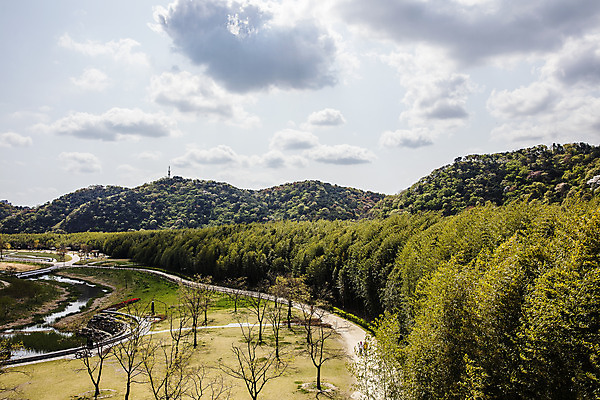포토 JPG 주간 구름 하늘 한국 풍경 사람없음 야외 관광지 숲 대나무 대나무숲 울산 국내여행 십리대숲 태화강국가정원 국내포토 자연요소 나무 아시아 여행 정원 파일형식