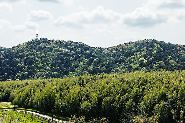 포토 JPG 주간 나무 구름 하늘 한국 풍경 사람없음 야외 관광지 숲 대나무 대나무숲 울산 국내여행 십리대숲 태화강국가정원 국내포토 자연요소 식물 아시아 여행 정원 파일형식