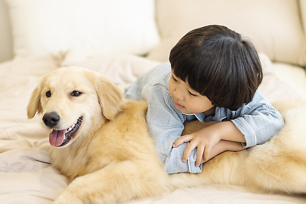 포토 JPG 한마리 응시 남자 행복 반려견 어린이 엎드리기 한명 상반신 앞모습 반려동물 화목 다정 침실 한국인 침대 골든리트리버 강아지 즐거움 반려 소년한명만 국내포토 동물 1 시선 감정 뷰포인트 가구 컨셉 모션 사람 동양인 개 리트리버 남자한명만 소년만 파일형식