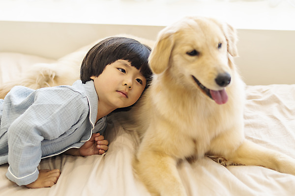 포토 JPG 한마리 응시 남자 행복 반려견 어린이 엎드리기 한명 상반신 옆모습 반려동물 기댐 화목 다정 침실 한국인 침대 골든리트리버 강아지 즐거움 반려 소년한명만 국내포토 동물 1 시선 감정 뷰포인트 가구 컨셉 모션 사람 동양인 개 리트리버 남자한명만 소년만 파일형식