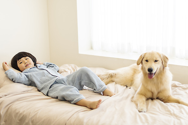 포토 JPG 전신 한마리 남자 행복 반려견 어린이 한명 앞모습 반려동물 눕기 화목 다정 침실 한국인 침대 골든리트리버 강아지 즐거움 반려 소년한명만 국내포토 동물 1 감정 뷰포인트 가구 컨셉 모션 사람 동양인 개 리트리버 남자한명만 소년만 파일형식