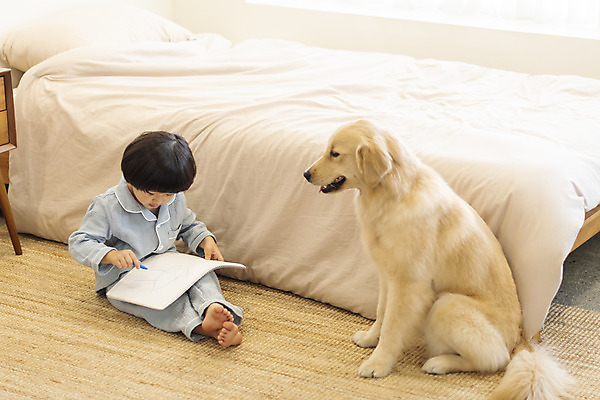 포토 JPG 전신 한마리 남자 행복 반려견 어린이 한명 앉기 앞모습 반려동물 화목 다정 침실 한국인 매트 침대 그리기 골든리트리버 강아지 스케치북 즐거움 그림 크레파스 반려 소년한명만 국내포토 동물 1 감정 뷰포인트 가구 컨셉 모션 학용품 사람 동양인 개 리트리버 남자한명만 소년만 파일형식